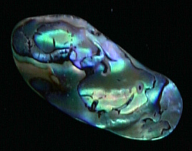Paua Shell