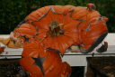 Pumpkin 2007