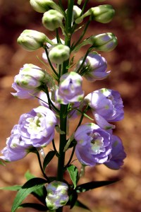 Delphinium, Pamela Goode