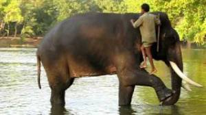 Elephant and Elephant-Made Ladder, by PrajaktaPradhan