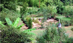 Tree Garden 2012 After