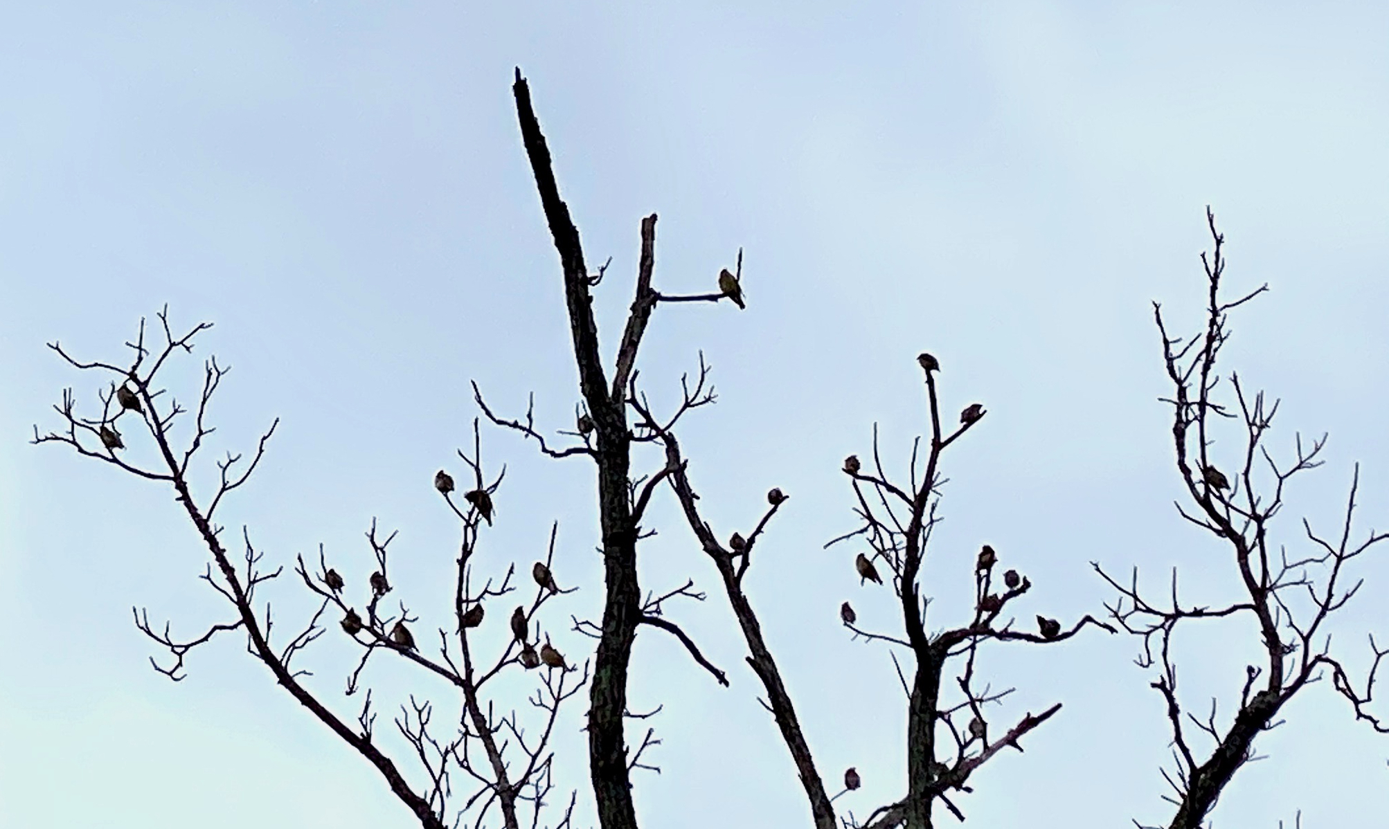 Birds in Tree Crop